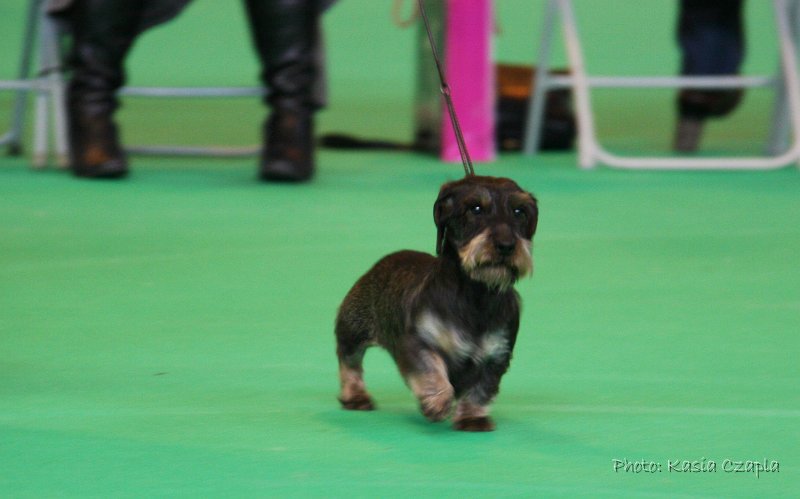 Crufts2010 599.jpg